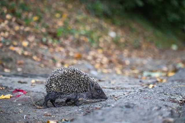 胜都有可能 胜都有可能